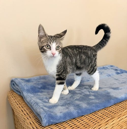 LEOPOLD - Tabby / Domestic Short Hair available for adoption