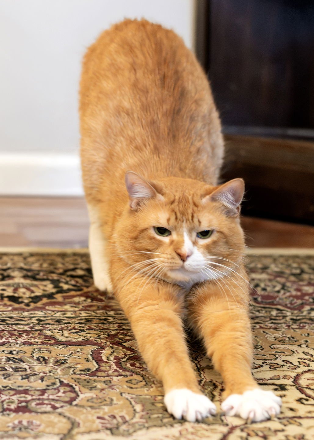 COBBLER - Domestic Short Hair available for adoption