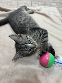 Jack - Photo 2