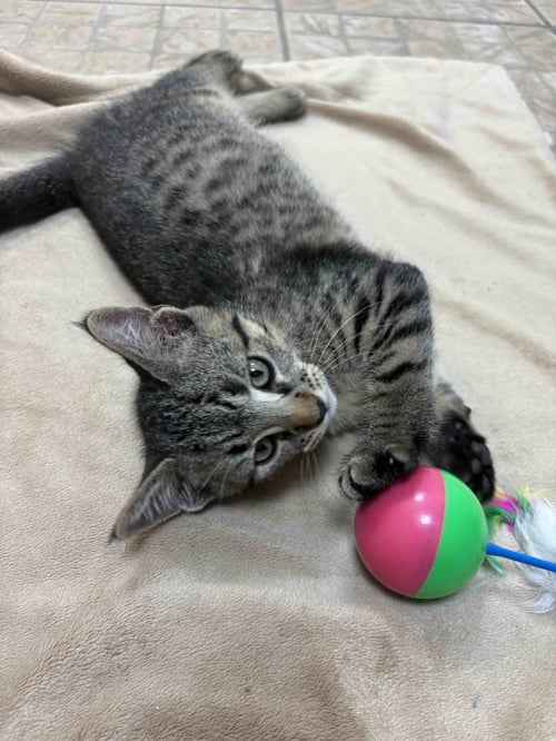 JACK - Tabby / Domestic Short Hair available for adoption