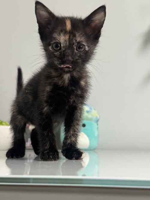 ROSEMARY - Tortoiseshell / Domestic Short Hair available for adoption