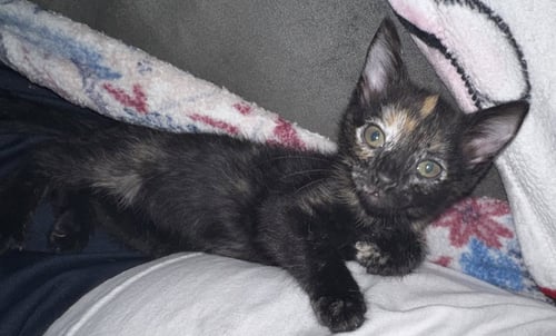 ROSEMARY - Tortoiseshell / Domestic Short Hair available for adoption