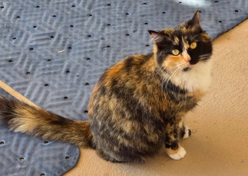ARTEMIS GRACE - Calico / Domestic Short Hair available for adoption
