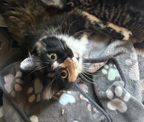 ARTEMIS GRACE - Calico / Domestic Short Hair available for adoption