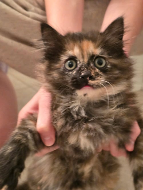 POOKIE - Maine Coon / Tortoiseshell available for adoption