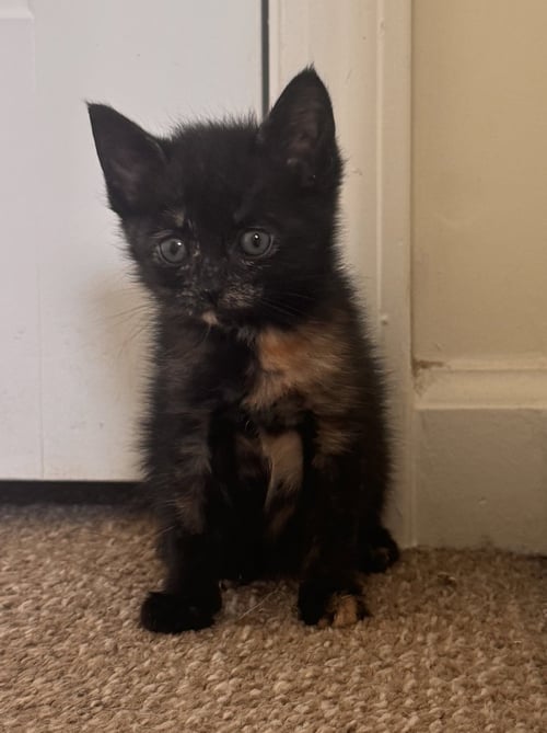 KEELIE - Tortoiseshell / Domestic Short Hair available for adoption