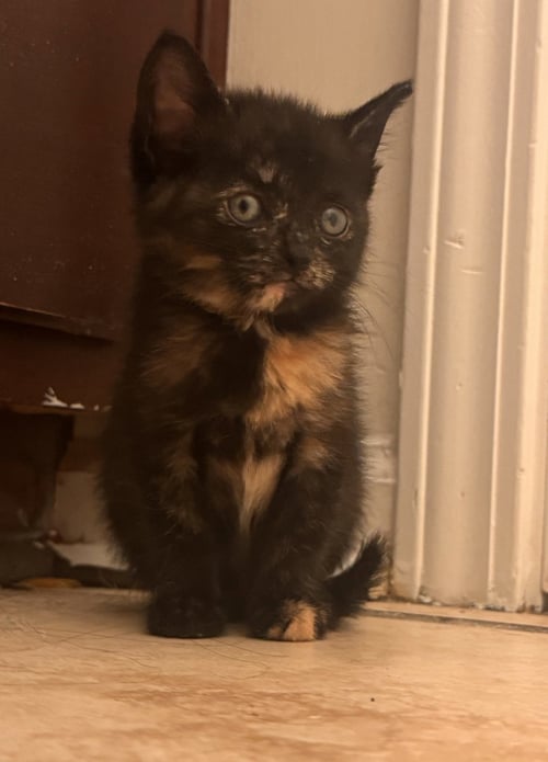 KEELIE - Tortoiseshell / Domestic Short Hair available for adoption