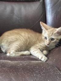 Peanut Butter - Photo 2