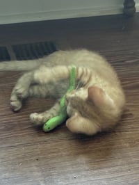 Peanut Butter - Photo 3