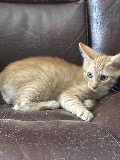 PEANUT BUTTER - Domestic Short Hair / Tabby available for adoption