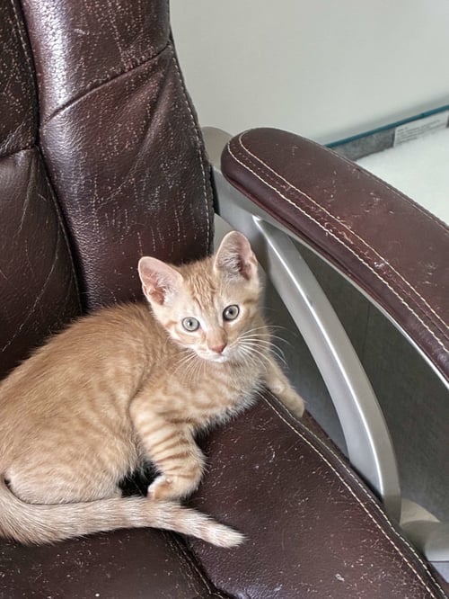 PEANUT BUTTER - Domestic Short Hair / Tabby available for adoption