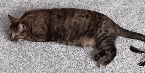 MINJI - Tortoiseshell / Domestic Short Hair available for adoption