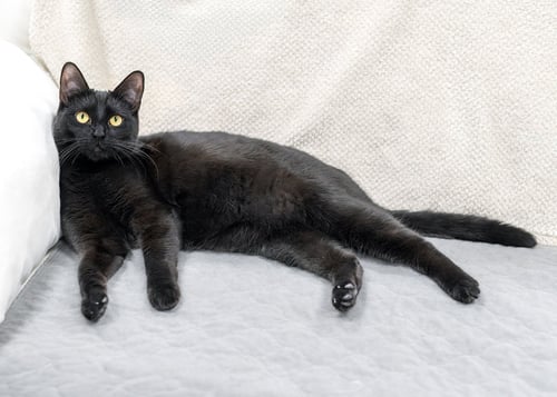 DUSK - Domestic Short Hair available for adoption
