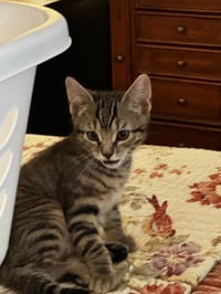 Alfred - Photo 1