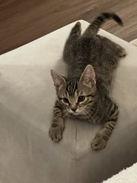 Alfred - Photo 2