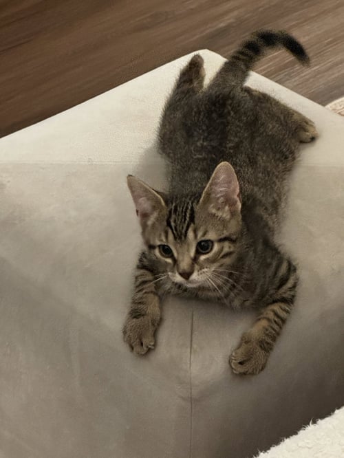 ALFRED - Tabby / Domestic Short Hair available for adoption
