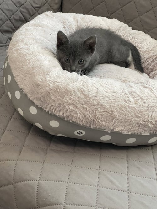 LOLLIPOP - Russian Blue / Domestic Short Hair available for adoption