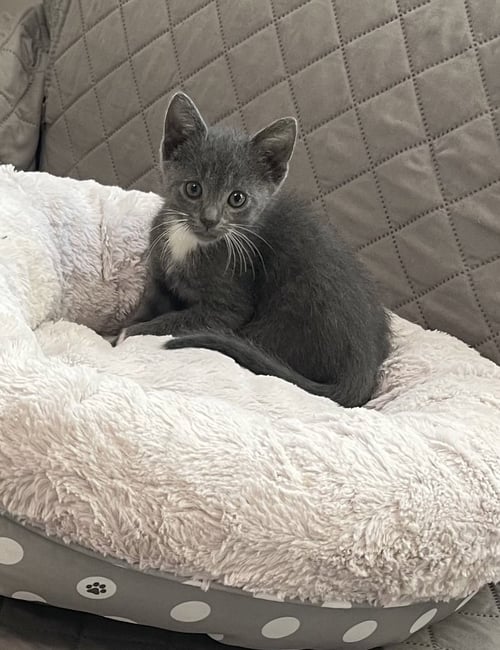 LOLLIPOP - Russian Blue / Domestic Short Hair available for adoption