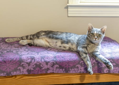 HERA - Tortoiseshell / Domestic Short Hair available for adoption