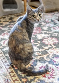 Hera - Photo 3