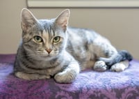 Hera - Photo 4