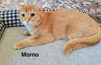 Momo Q - Photo 2