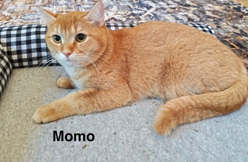 MOMO Q - Scottish Fold / Domestic Short Hair available for adoption