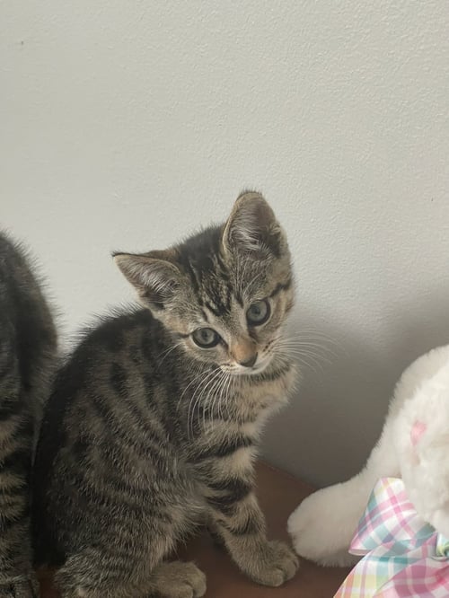 SCARLETT - Tabby / Domestic Short Hair available for adoption