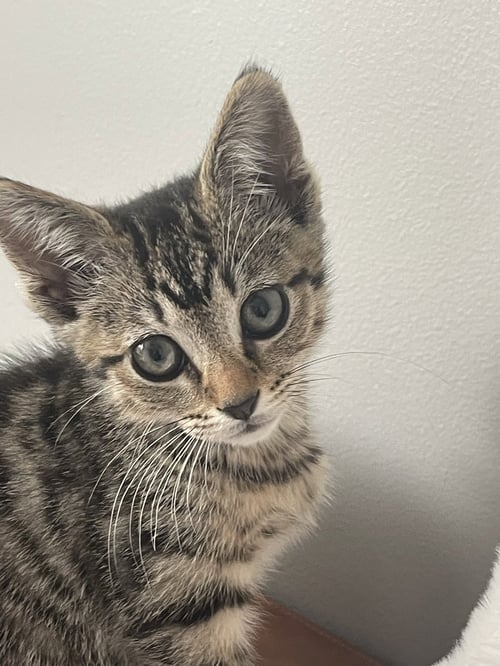 SCARLETT - Tabby / Domestic Short Hair available for adoption