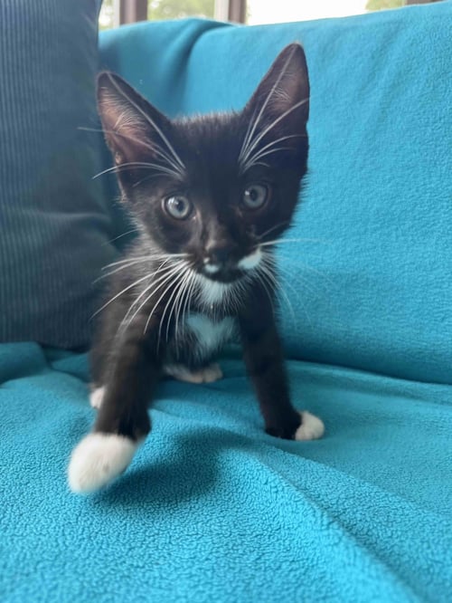 BOBBY - Tuxedo / Domestic Short Hair available for adoption