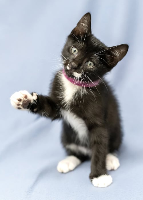 BOBBY - Tuxedo / Domestic Short Hair available for adoption