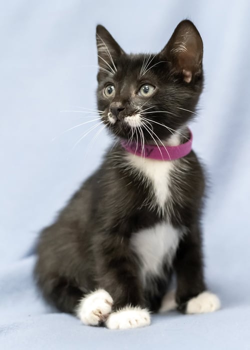 BOBBY - Tuxedo / Domestic Short Hair available for adoption
