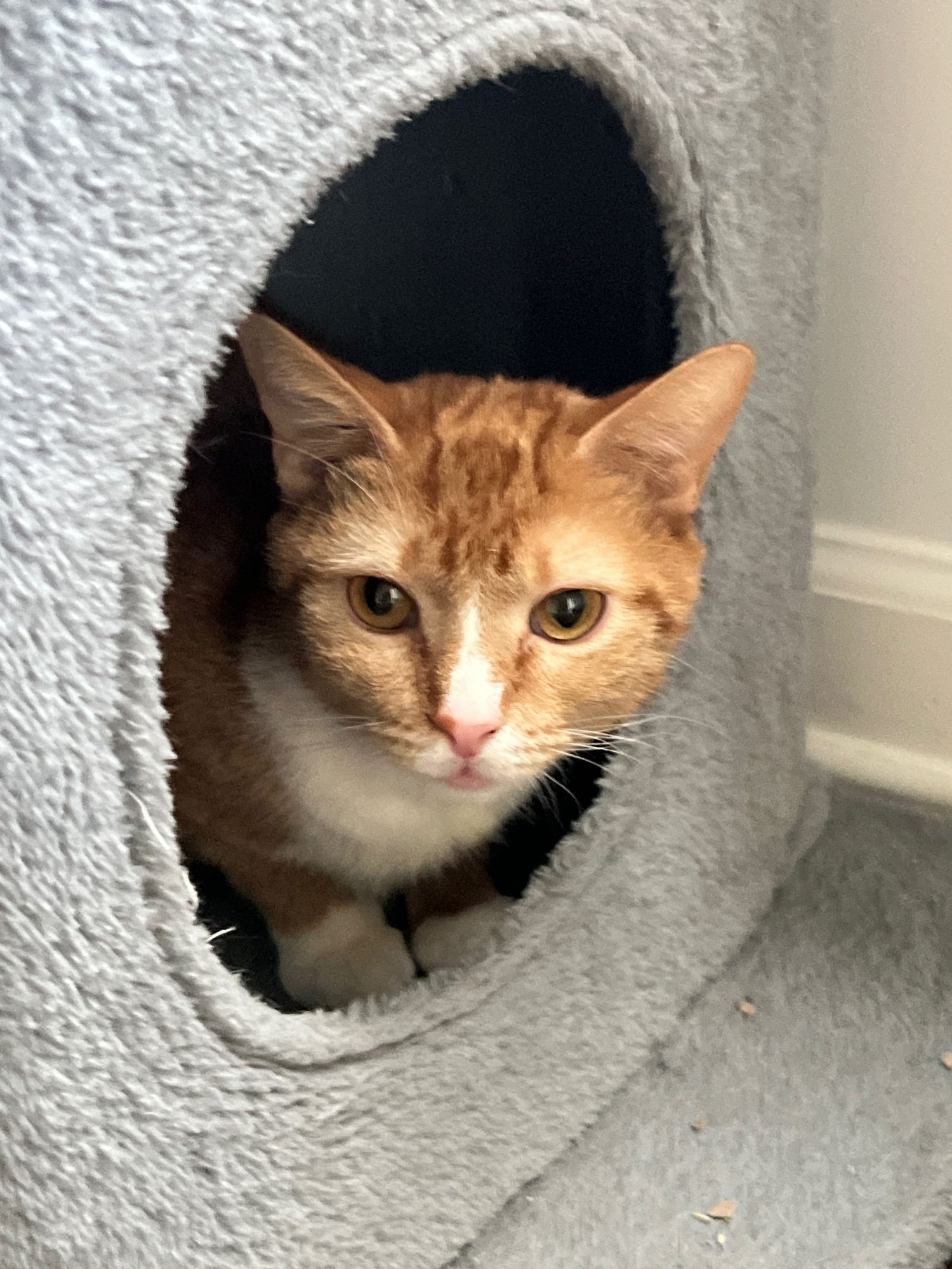 CICI - Domestic Short Hair available for adoption