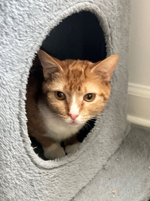 CICI - Domestic Short Hair available for adoption