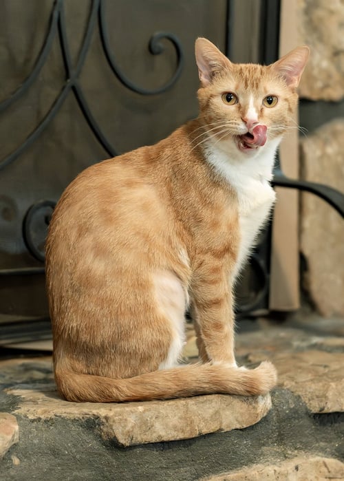 CICI - Domestic Short Hair available for adoption
