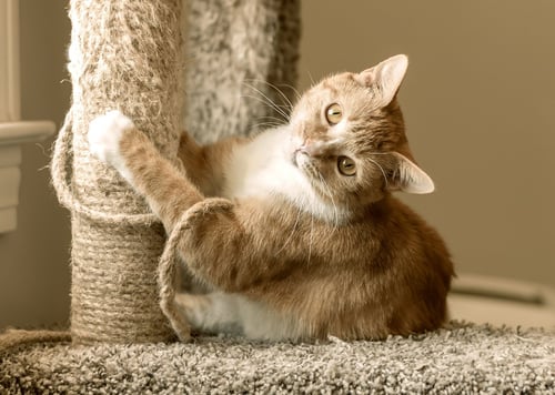 CICI - Domestic Short Hair available for adoption