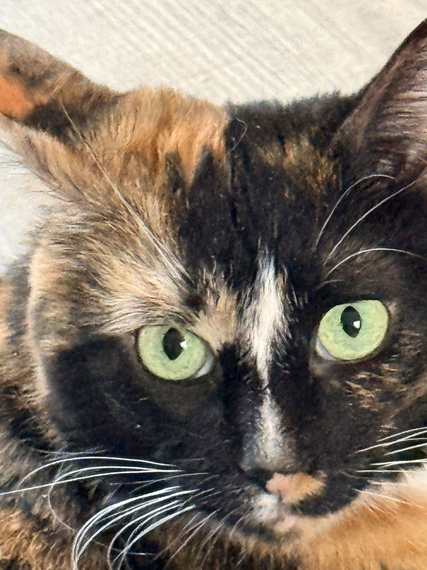 PRINCESS PENELOPE - Calico / Domestic Short Hair available for adoption