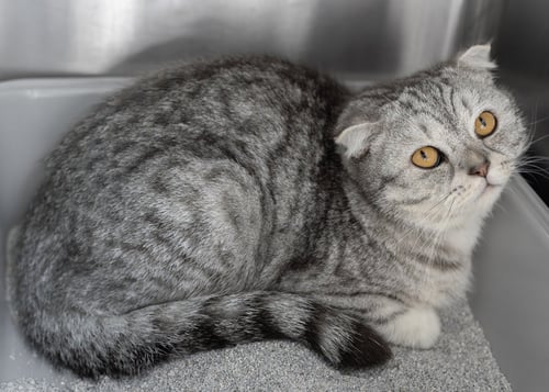 FINN - Scottish Fold available for adoption