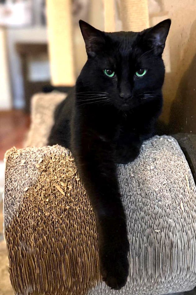 TRENT - Domestic Short Hair available for adoption