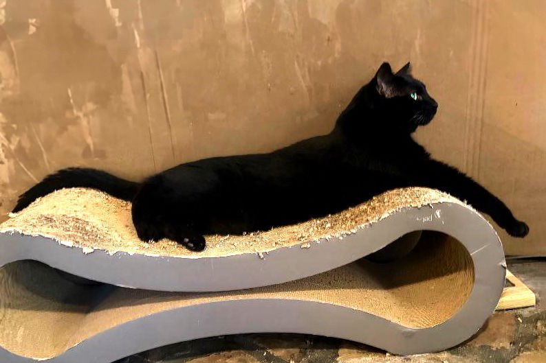 TRENT - Domestic Short Hair available for adoption