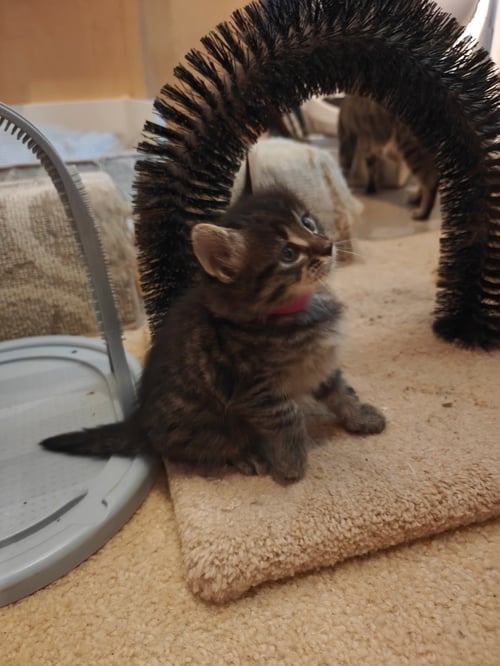 EMILIA - Tabby / Domestic Short Hair available for adoption