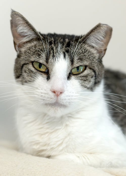 SRIRACHA - Tabby / Domestic Short Hair available for adoption