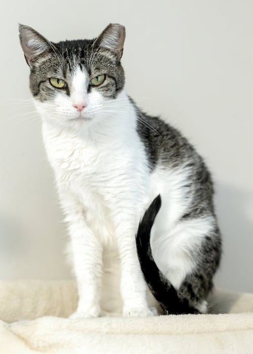 SRIRACHA - Tabby / Domestic Short Hair available for adoption