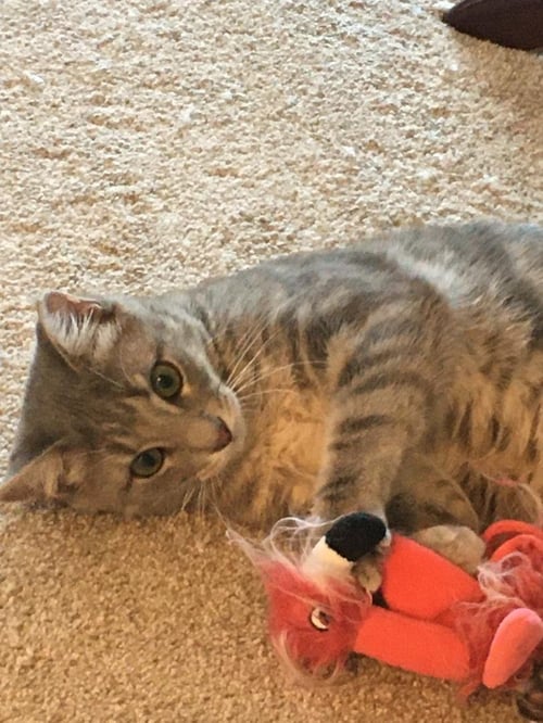 STURGILL - Tabby / Domestic Short Hair available for adoption