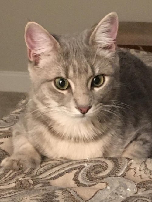 STURGILL - Tabby / Domestic Short Hair available for adoption