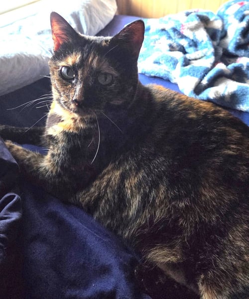CINNAMON TOAST - Tortoiseshell / Domestic Short Hair available for adoption