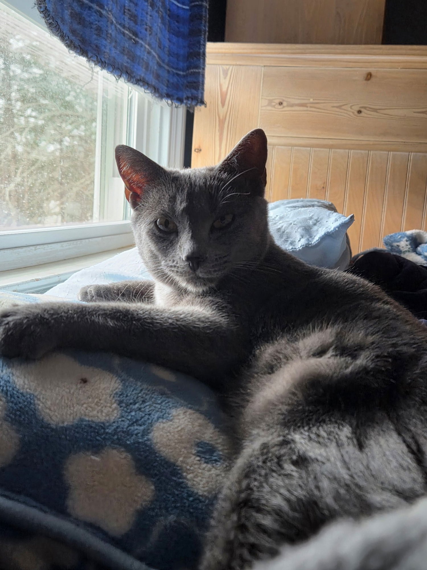 BUNNY - Russian Blue / Domestic Short Hair available for adoption