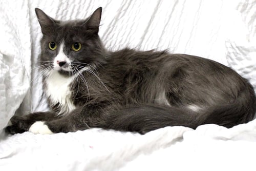MRS. CLAUS - Domestic Short Hair available for adoption