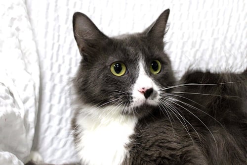 MRS. CLAUS - Domestic Short Hair available for adoption