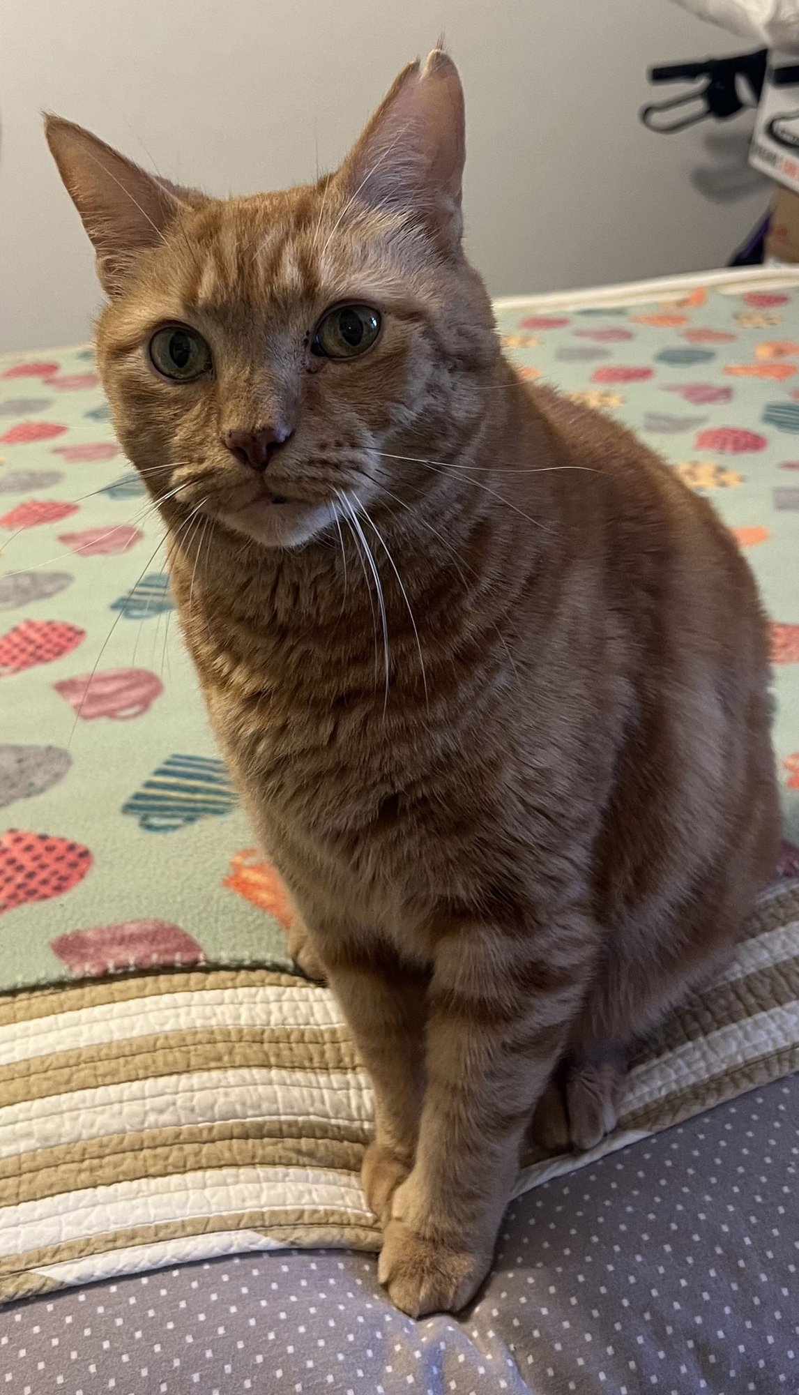 JIMMY - Domestic Short Hair available for adoption